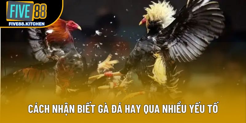 Cách nhận biết gà đá hay qua nhiều yếu tố