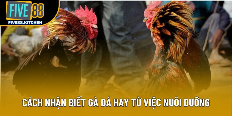 Cách nhận biết gà đá hay từ việc nuôi dưỡng