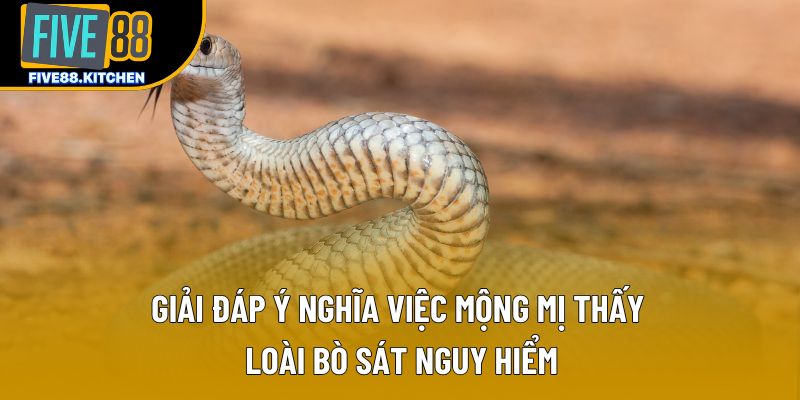 Giải đáp ý nghĩa việc mộng mị về loài bò sát nguy hiểm