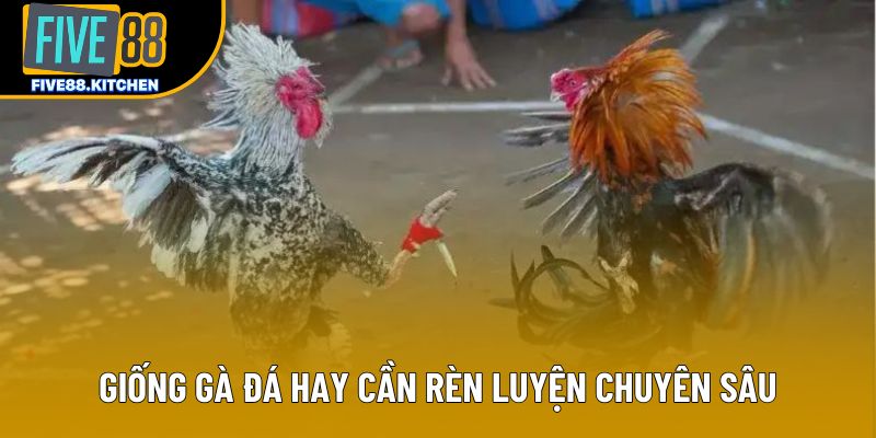 Giống gà đá hay cần rèn luyện chuyên sâu