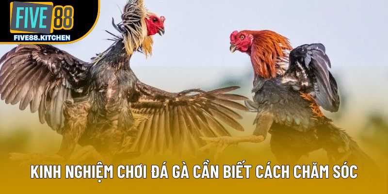 Kinh nghiệm chơi đá gà cần biết cách chăm sóc
