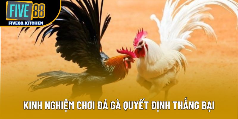 Kinh nghiệm chơi đá gà quyết định thắng bại