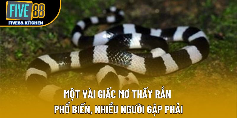 Một vài giấc mơ thấy rắn phổ biến, nhiều người gặp phải