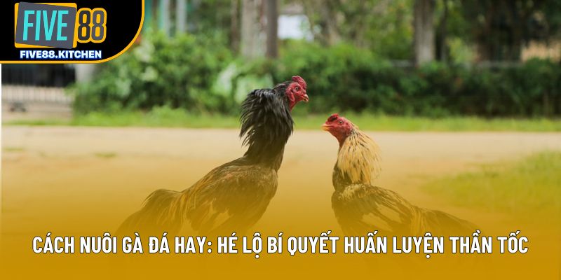 Cách Nuôi Gà Đá Hay: Hé Lộ Bí Quyết Huấn Luyện Thần Tốc