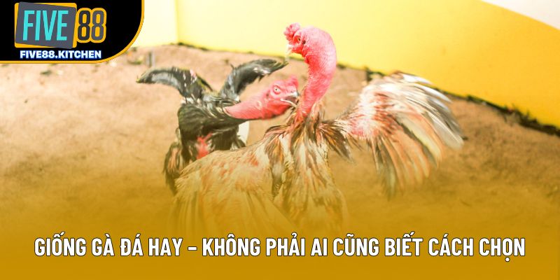 Giống Gà Đá Hay – Không Phải Ai Cũng Biết Cách Chọn